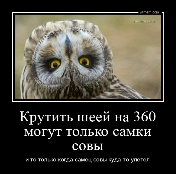 мем Крутить шеей на 360 могут только самки совы и то только когда самец совы куда-то улетел - 2022-1-10